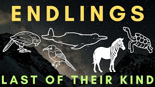 LAST ONE before EXTINCTION  The Stories of Five Endlings  Part 3 [upl. by Terra954]