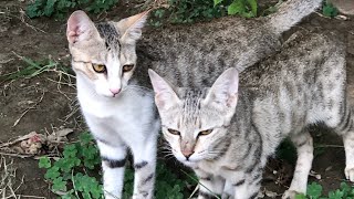 cat sound billi ki awaazcat sounds to attract cats [upl. by Devy]