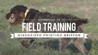 FIELD TRAINING WIREHAIRED POINTING GRIFFON [upl. by Juli]