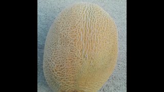 How To Grow Hales Best Cantaloupe  seed to harvest [upl. by Lizbeth]