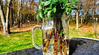 Propagating Elderberry Plants EASILY  How to Grow Elderberry Plants for FREE  Water Propagating [upl. by Rozanna]