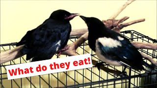 What do crows and magpies eat [upl. by Joannes577]