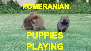 POMERANIAN PUPPIES PLAYING 1  ACER [upl. by Appleton956]