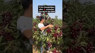 Yangi navdigi glos kochatlari sotuvda 91 1169200 200k fruit avto rek keşfet garden rekk top [upl. by Nari]