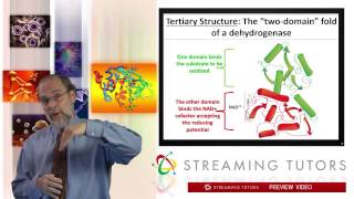 Biochemistry Protein Tertiary and Quaternary Structure tutorial [upl. by Labina705]