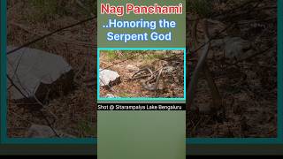 Nag Panchami  Honoring Serpent God amp Celebrating Harmony with Nature planmystudy [upl. by Kippy244]