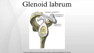 Glenoid labrum [upl. by Eiuol725]