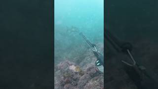 Spearfishing galjoen fishing ocean hunting adventure catch southafrica [upl. by Callum]