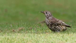 Mistle Thrush [upl. by Estevan275]