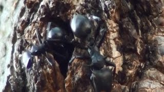 GLIDER ANT GLIDING ANT CEPHALOTES ATRATUS  CEPHALOTES MARGINATUS FORMIGA PLANADORA Tree Ants [upl. by Nappy83]