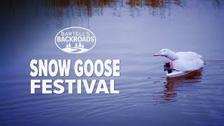 A massive snow goose migration makes its annual stop near Chico [upl. by Newton]