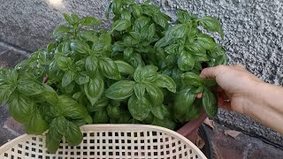 Un buon pesto alla genovese con semplici regole [upl. by Heyes]