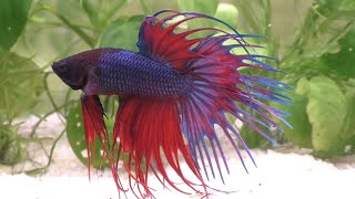 The Betta Fish  A Compassionate Care Guide [upl. by Weidman]