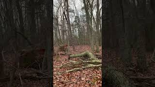 Squirrel dog focused on the kill  “Bandit” Mountain Feist breed gundogtraining squirrel hunting [upl. by Freiman596]