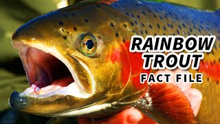 Rainbow Trout Facts the STEELHEAD Trout 🐟 Animal Fact Files [upl. by Malloch225]