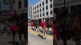 Budweiser Clydesdales in Downtown Muskegon MI budweiser clydesdale horses muskegon michigan [upl. by Nomad]