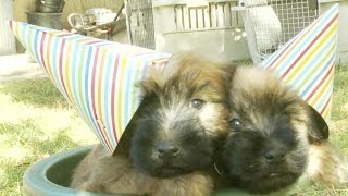 Cutest Wheaten Terrier Puppy Birthday Party Ever [upl. by Dewain]