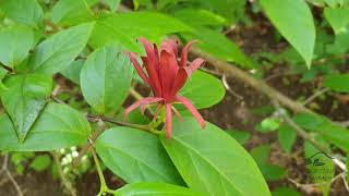 Calycanthus floridus sazaník květnatý [upl. by Hgielsel742]