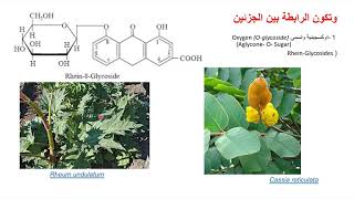 Glycosides part 1 Dr Areej Hasanالكلايكوسيدات [upl. by Ahserak]