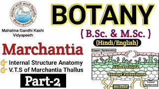 Marchantia  VTS of Marchantia ThallusBSc 1st year BotanyInternal Structure of Marchantia Thallus [upl. by Luba125]