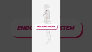 Endocrine System explained [upl. by Edward]