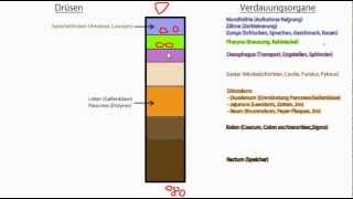 Verdauungssystem Allgemein Magen und Pancreas genauer [upl. by Philps347]