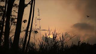 pemandangan senja background video [upl. by Ariamoy]