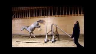 Finnan Wittinger VDL x Cornet Obolensky x Pilot [upl. by Ontina]