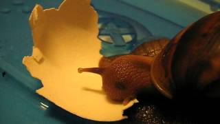 Giant snail eating eggshell [upl. by Oletha]