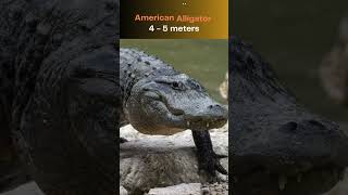 Top 10 Largest Reptiles in the World  Giant Reptiles You Wont Believe [upl. by Winnick]