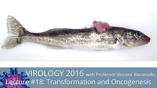 Virology Lectures 2016 18 Transformation and Oncogenesis [upl. by Bevvy]