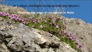 Arctic Alpines  Planhigion Arctig Alpaidd [upl. by Daenis]