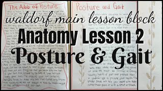 Anatomy lesson 2  Posture amp Gait  Waldorf Main Lesson Block [upl. by Eniamrehc]