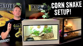 CORN SNAKE SETUP FOR BEGINNERS [upl. by Akoyn]