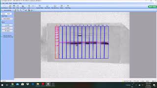 Quantifying Western Blot gels using BioRad Image Lab 6 [upl. by Uphemia179]