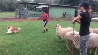 Tara  Shetland Sheepdog herding  2015  Year of the Sheep [upl. by Aititil]