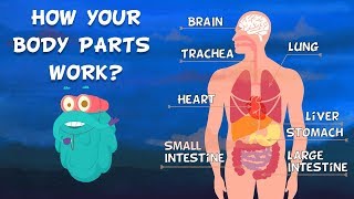 How Do Your Body Parts Work  Non Stop Episodes  The Dr Binocs Show  PEEKABOO KIDZ [upl. by Ydnys152]