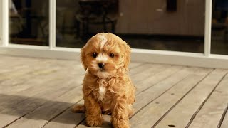 Puppy Growing from 2 month to 8 month  Cavoodle [upl. by Alecram235]