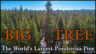 The Worlds Largest Ponderosa Pine Tree [upl. by Doownel252]