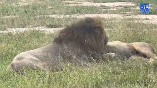 Wildlife Extravaganza Hyenas Lions Elephants And More In The Kruger National Park Of Africa [upl. by Llatsyrc]