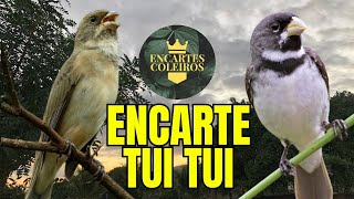 MELHOR ENCARTE COLEIRO TUI TUI PERFEITO PARA ENSINAR COLEIRO E ESQUENTAR COLEIRO TUI TUI [upl. by Alded]