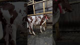 A beautiful pakra of Gabtali Haat shortviral cow cattlebd cattlefarm cowtail cowpalace [upl. by Amjan]