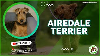 Airedale Terriers The Dog You Cant Afford to Ignore [upl. by Gaidano127]