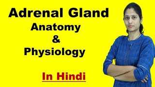 Anatomy and Physiology Of Adrenal Gland in Hindi  Functions of Adrenal Gland  Corticoids [upl. by Etteragram]