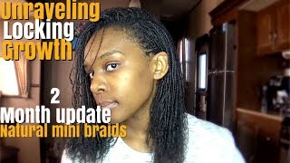 2 month natural mini braids update growth locking unraveling [upl. by Drannel991]