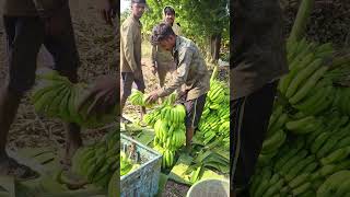 Banana 🍌 cuttings and packing part 202 [upl. by Aryajay]