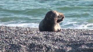 Winterferien auf Helgoland [upl. by Thorncombe191]