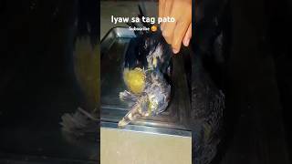 Iyaw sa tag Pato Kay way lingaw🥰 Subscribe Muna [upl. by Fitzger]