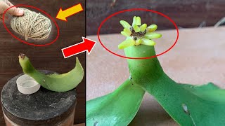 The mystery behind the root growth speed of orchid leaves that few people know [upl. by Natal]