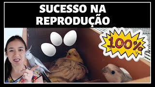 COMO REPRODUZIR CALOPSITAS  O QUE VOCÊ PRECISA SABER SOBRE CALOPSITAS [upl. by Steele328]